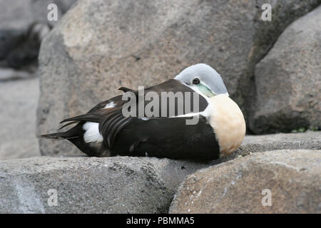 König Eiderente (Somateria californica) Juni 25th, 2006 Alaska Sea Life Center, Seward, Alaska Stockfoto