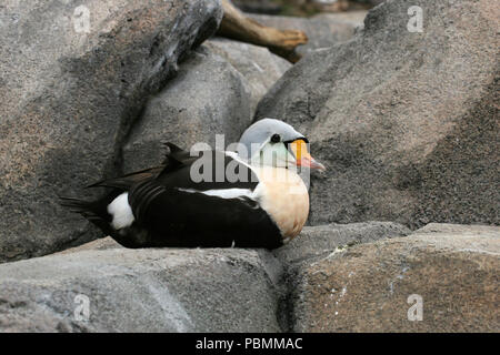 König Eiderente (Somateria californica) Juni 25th, 2006 Alaska Sea Life Center, Seward, Alaska Stockfoto