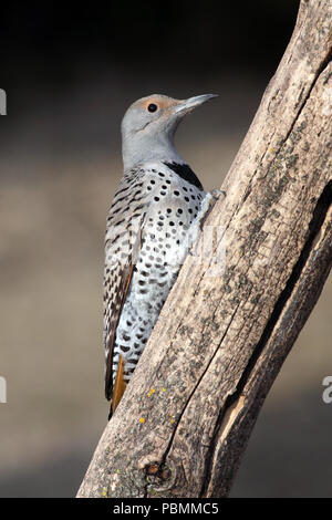 Northern Flicker (Colaptes auratus) Februar 16th, 2009 Bauernhof Insel in der Nähe von Pierre, South Dakota Stockfoto