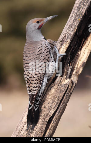 Northern Flicker (Colaptes auratus) Februar 16th, 2009 Bauernhof Insel in der Nähe von Pierre, South Dakota Stockfoto