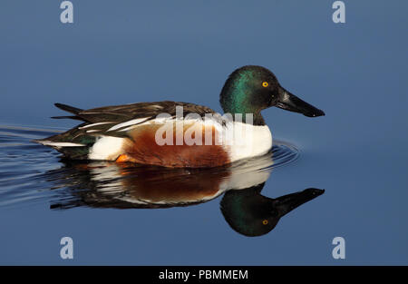 Northern Shoveler (Spatula clypeata) April 11th, 2010 Dewey Gevik Naturgebiet Stockfoto