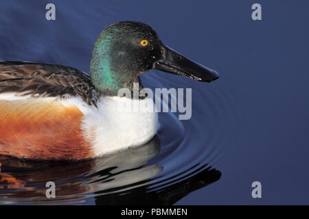 Northern Shoveler (Spatula clypeata) April 11th, 2010 Dewey Gevik Naturgebiet Stockfoto