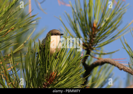 Pygmy Kleiber - in der Nähe der Greer, Arizona - 9. September 2006 Stockfoto