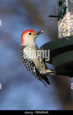 Red-bellied Woodpecker März 20th, 2010 Perry Natur, Minnehaha County, South Dakota Stockfoto