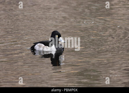 Ring-necked Duck Dezember 18th, 2008 Land's End in San Francisco, Kalifornien Stockfoto