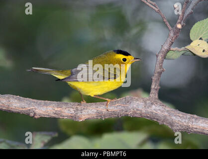 Wilson's Warbler September 2nd, 2012 Graben Straße, Minnehaha County, South Dakota Stockfoto