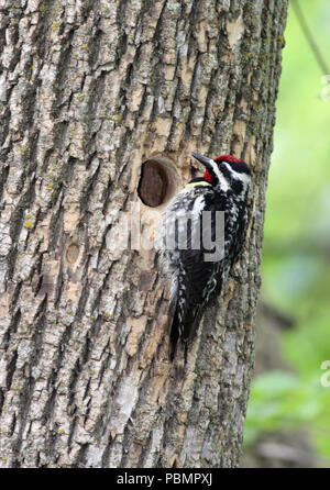 Yellow-bellied Sapsucker Mai 21st, 2010 Beaver Creek Naturgebiet Stockfoto