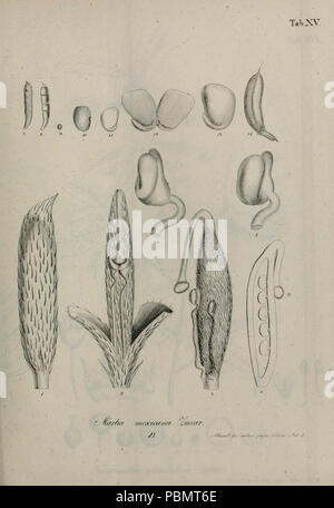 Abhandlungen der Mathematisch-Physikalischen Klasse der Königlich Bayerischen Akademie . Stockfoto