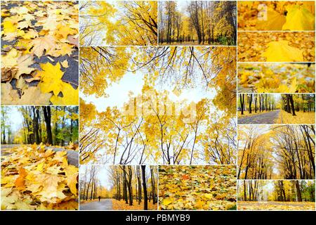 Herbst Collage mit verschiedenen Herbst Bilder, bunten Hintergrund der gefallenen Blätter im Herbst. Stockfoto