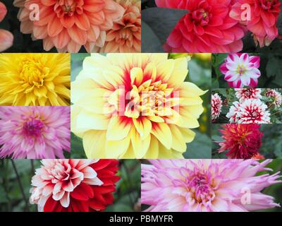 Blumen Hintergrund, Collage aus vielen Bilder von verschiedenen bunten Blumen Stockfoto