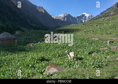 Nomadisches leben entlang der malerischen Höhen von Alay route, Alay, Kygyzstan Stockfoto