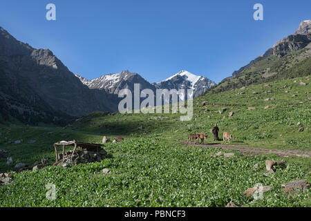 Nomadisches leben entlang der malerischen Höhen von Alay route, Alay, Kirgisistan Stockfoto