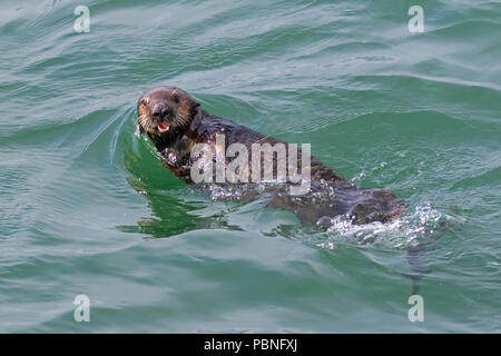 Sea Otter Am Moss Landing State Beach Stockfoto