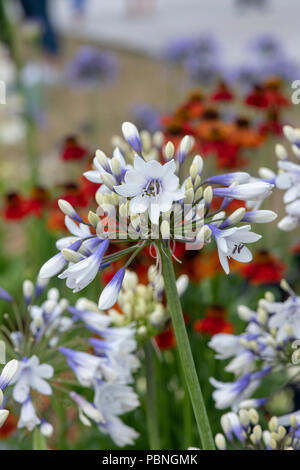 Agapanthus africanus 'Twister'. African Blue lily Blumen an RHS Tatton Park Flower Show 2018, Cheshire. Großbritannien Stockfoto