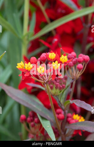 Die asclepias Curassavica "Silbrige Scarlet' Blumen. Bloodflower/seidig Scarlet milkweed Stockfoto