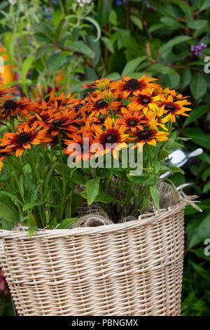 Rudbeckia ist ummerina Orange' Coneflowers in ein Fahrrad Weidenkorb auf einer Baumschule Anzeige Garten an der RHS Tatton Park Flower Show 2018. Cheshire. Großbritannien Stockfoto