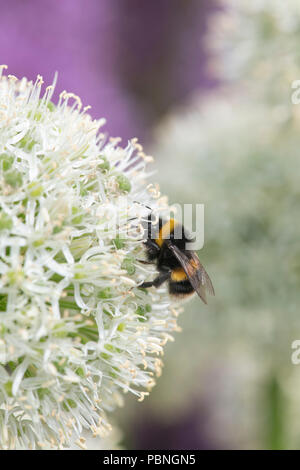 Bombus lucorum. White-tailed bumblebee Fütterung auf Allium 'Mount Everest' Blume Stockfoto