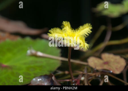 Sydney Australien, Gewellt marshwort Blume im Garten Teich Stockfoto