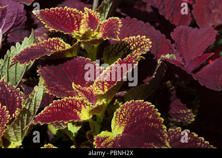 Sydney Australien, bunte Coleus Zierpflanzen Bush mit zwei ton Crimson und grüne Blätter Stockfoto