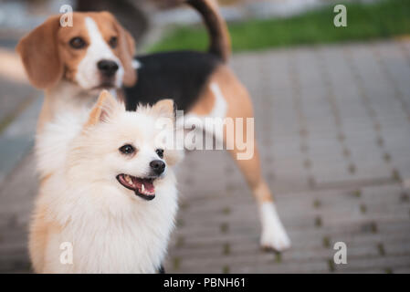 Beagle stehen und Deutscher Wachtelhund klein im Green Park Garten im Freien im Sommer Stockfoto