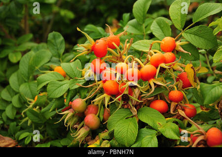 Strauch eines japanischen Rose mit Hüften, ähnlich zu Tomaten Stockfoto