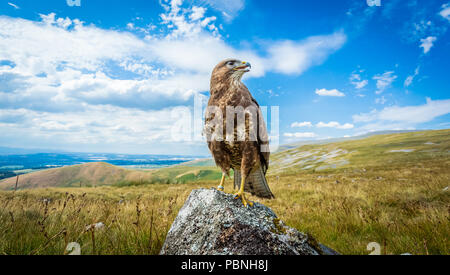 Bussard, Mäusebussard, Wissenschaftlicher Name: Buteo buteo, auf Flechten bedeckt Rock im englischen Lake District mit Panoramablick thront. Horizontale Stockfoto