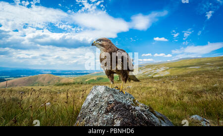 Bussard, Mäusebussard, Wissenschaftlicher Name: Buteo buteo, auf Flechten bedeckt Rock im englischen Lake District mit Panoramablick thront. Horizontale Stockfoto