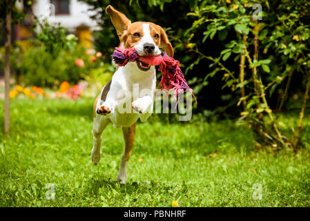 Beagle Hund und spitz klein Kleine laufen und spielen zusammen im Garten. Sonnigen Tag Außenpool im Sommer. Stockfoto