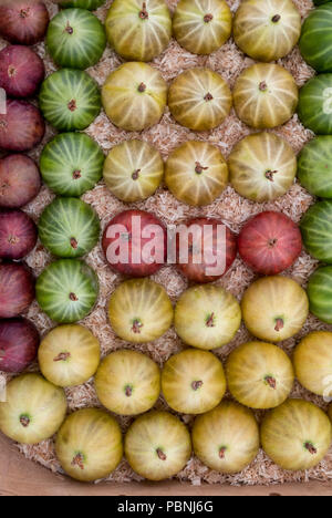 Ribes uva-Crispa. Sorten von Stachelbeeren auf Anzeige an der RHS Tatton Park Flower Show 2018, Cheshire. Großbritannien Stockfoto