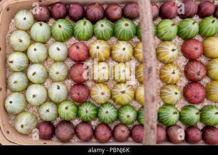 Ribes uva-Crispa. Sorten von Stachelbeeren auf Anzeige an der RHS Tatton Park Flower Show 2018, Cheshire. Großbritannien Stockfoto