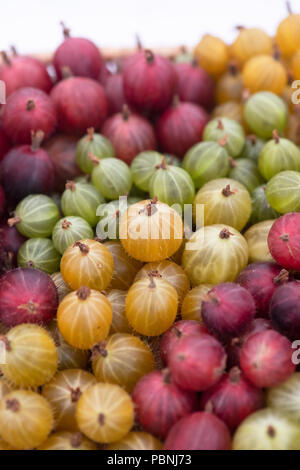 Ribes uva-Crispa. Sorten von Stachelbeeren auf Anzeige an der RHS Tatton Park Flower Show 2018, Cheshire. Großbritannien Stockfoto