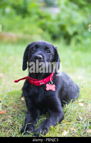 Schwarz 'Goldador' Welpe (Labrador und golden retriever Kreuz) Stockfoto