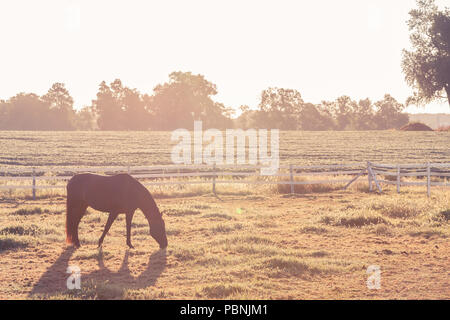 Sihouette von Lone Pferd im frühen Morgennebel. Stockfoto