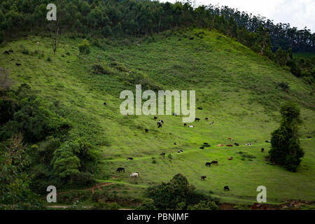 Malerische Grünland - Kuh grasen - traum Landschaft - Landschaft - Schöne - Landschaft - Rinder weiden auf den Wiesen Stockfoto