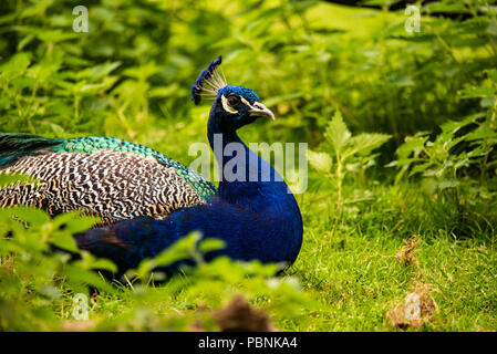 Stubenberg, Steiermark - Österreich 07.08.2018: Pfau Vogel im Zoo Österreich Steiermark Steiermark Reiseziel Herberstein Stubenberg am See Stockfoto