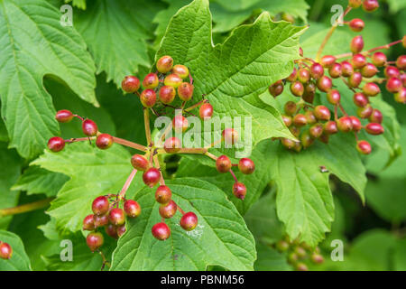 Laub und Beeren von Guelder Rose/Viburnum opulus. Britische Wildbeeren. Stockfoto