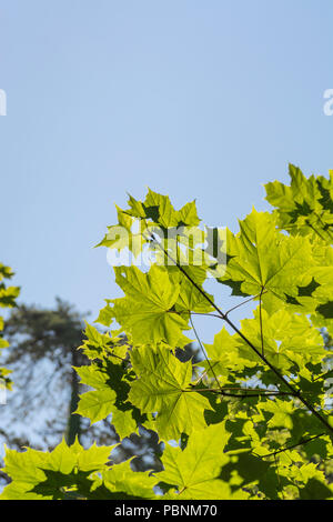 Laub / Blätter von Sycamore / Acer pseudoplatanus bei hellem Sommerlicht. Sycamore ist Mitglied der Familie Maple. Sonnenschein durch Blätter Stockfoto