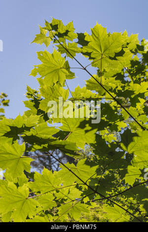 Laub / Blätter von Sycamore / Acer pseudoplatanus bei hellem Sommerlicht. Sycamore ist Mitglied der Familie Maple. Sonnenschein durch Blätter Stockfoto