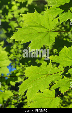 Laub / Blätter von Sycamore / Acer pseudoplatanus bei hellem Sommerlicht. Sycamore ist Mitglied der Familie Maple. Sonnenschein durch Blätter Stockfoto