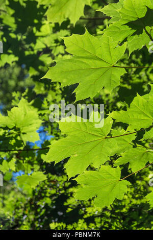 Laub / Blätter von Sycamore / Acer pseudoplatanus bei hellem Sommerlicht. Sycamore ist Mitglied der Familie Maple. Sonnenschein durch Blätter Stockfoto