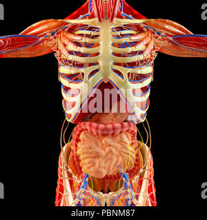 Menschliche Körper, Muskulatur, der inneren Organe, Verdauungssystem, Anatomie Stockfoto