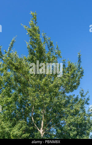 Laub von Aspen/Populus tremula. Sonnenlicht auf den Blättern. Baumkronen Wachstum. Stockfoto