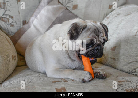 Niedliche Mops Hund auf einem Stuhl sitzend essen eine Karotte (Diät) Stockfoto