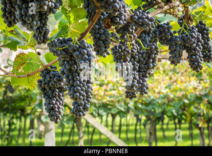 Teroldego Rebsorte. Teroldego ist ein tief rot gefärbt Keltertrauben, meist im Trentino Wein Region Norditalien angebaut Stockfoto