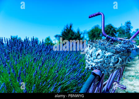 Wundervolle Lavendel Festival in Sequim Serie - Fahrrad in der schönen Lavendel Garten 3. Stockfoto