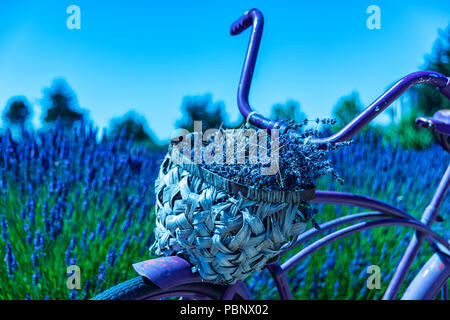 Wundervolle Lavendel Festival in Sequim Serie - Fahrrad in der schönen Lavendel Garten 2. Stockfoto