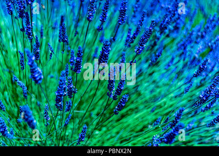 Wundervolle Lavendel Festival in Sequim Serie - frisch und schön Lavendel Blume im Garten. Stockfoto