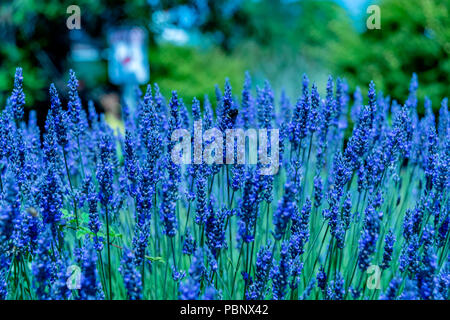 Wundervolle Lavendel Festival in Sequim Serie - schöne Lavendel Blume im Sommer. Stockfoto