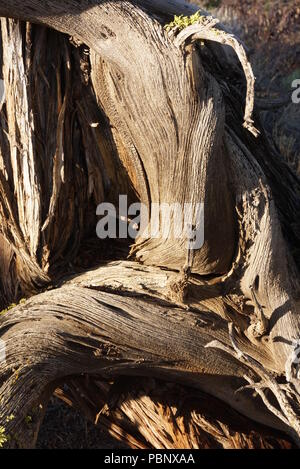 High Desert Stockfoto