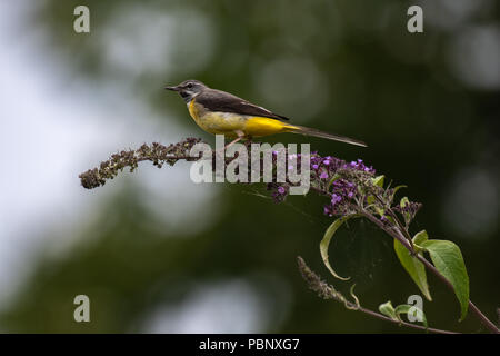 Graue Bachstelze (Motacilla Cinerea) Stockfoto